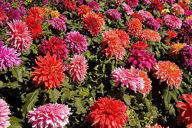 开发商称重制《如龙：见参》 需要大量时间和金钱